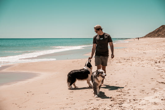 Travelling Australia with your Dogs | The ins and outs